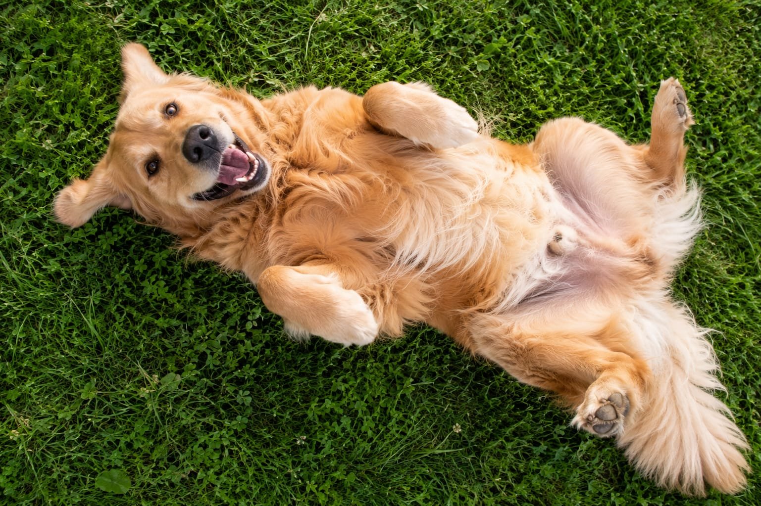 Expressão sorridente característica do Golden Retriever