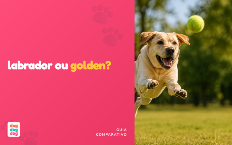Labrador ou Golden Retriever: Qual é Melhor Pra Sua Família? [Comparativo]