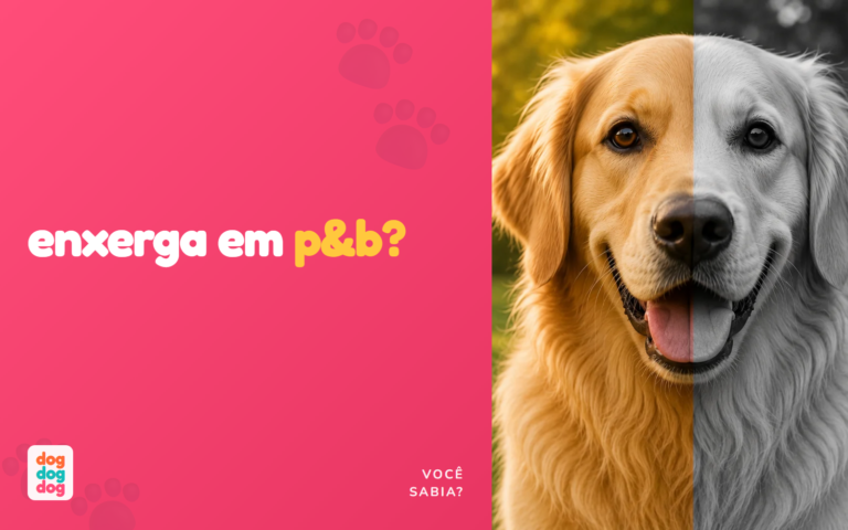 Cachorro Enxerga em Preto e Branco? A Verdade Sobre a Visão Canina