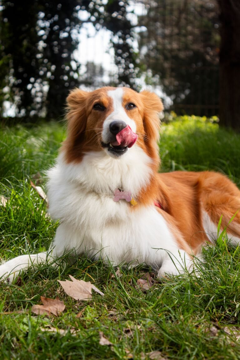 Comedouro Automático para Cães Vale a Pena? Guia 2026
