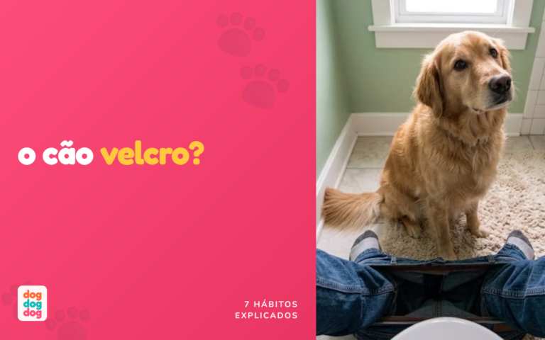 Por Que Meu Cachorro Me Segue Até o Banheiro? 7 Comportamentos Explicados